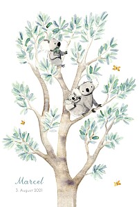 Geburtskarten tiergarten 3 koalas weiß Geburtskarten tiergarten 3 koalas weiß