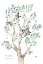 Geburtskarten 4 Koalas Weiß