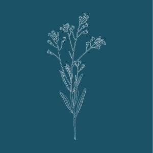 Beilegekarte Pflanzenwelt Blau