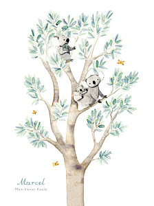 Poster groß koalas weiß Poster groß koalas weiß